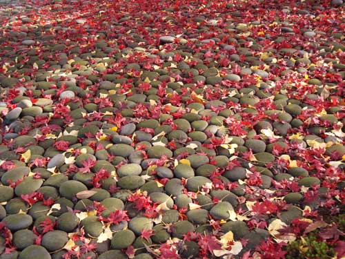 Fall leaves on the ground with stones
